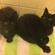 Illustration for article titled Update on kittens: 2 are in my house!